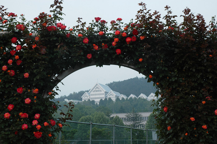 장미 - Rose, Rosa hybrida