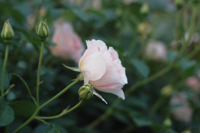 장미 - Rose, Rosa hybrida