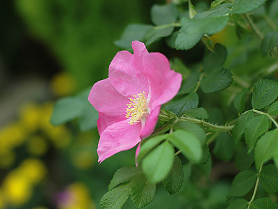 해당화 사진 - Rosa rugosa Photos