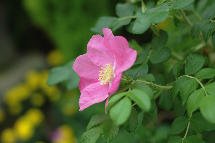해당화 - 4ㅅ3ㅅ, Rosa rugosa