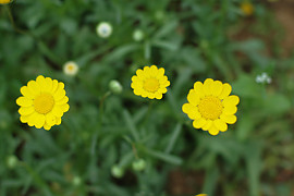 마가렛 - Chrysanthemum frutescens L.