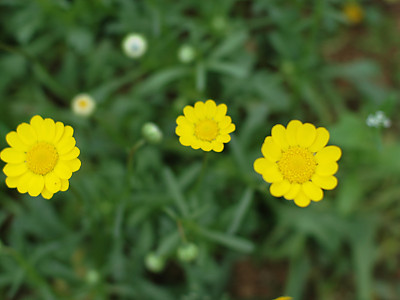 마가렛 사진 - Chrysanthemum frutescens L. Photos