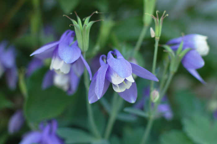 하늘매발톱 - shape columbine, Aquilegia flabellata Siebold & Zucc. var. pumila (Huth) Kudo