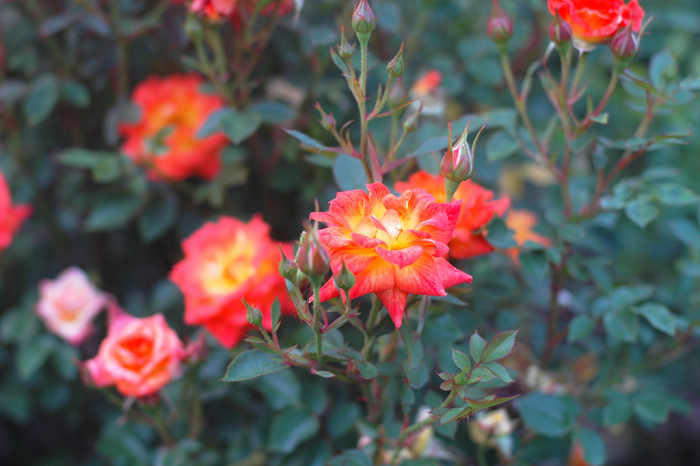 장미 - Rose, Rosa hybrida