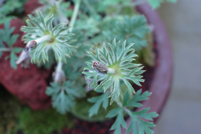 할미꽃 - Pulsatilla koreana