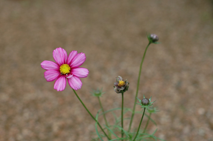 코스모스 - Browallia speciosa, Cosmos bipinnatus