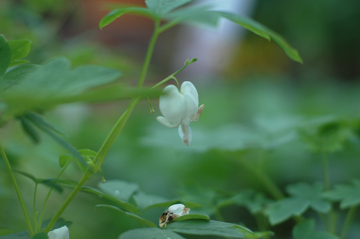 금낭화 - Dicentra spectabilis