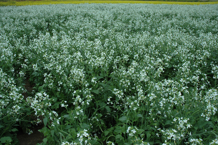 무 - Raphanus sativus L.