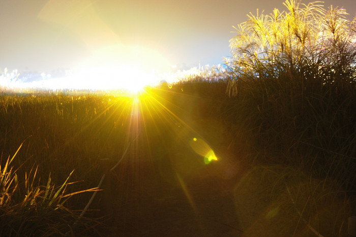 억새 - peder, Miscanthus sinensis var. purpurascens (Andersson) Rendle