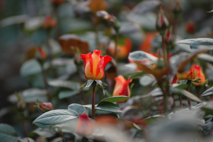 장미 - Rose, Rosa hybrida