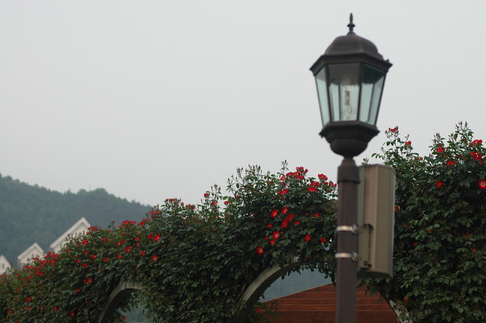 장미 - Rose, Rosa hybrida