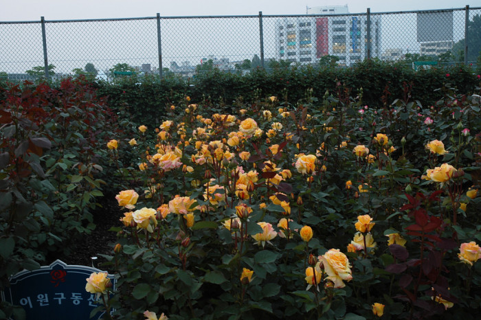 장미 - Rose, Rosa hybrida
