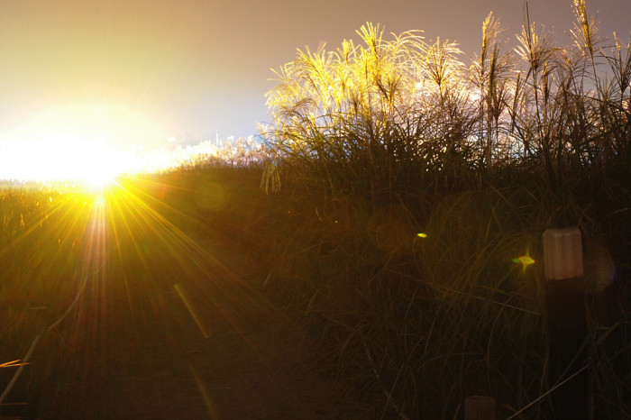 억새 - peder, Miscanthus sinensis var. purpurascens (Andersson) Rendle