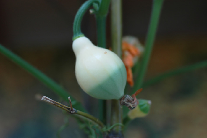 호박 - squash, Cucurbita moschata Duchesne