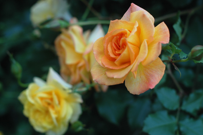장미 - Rose, Rosa hybrida