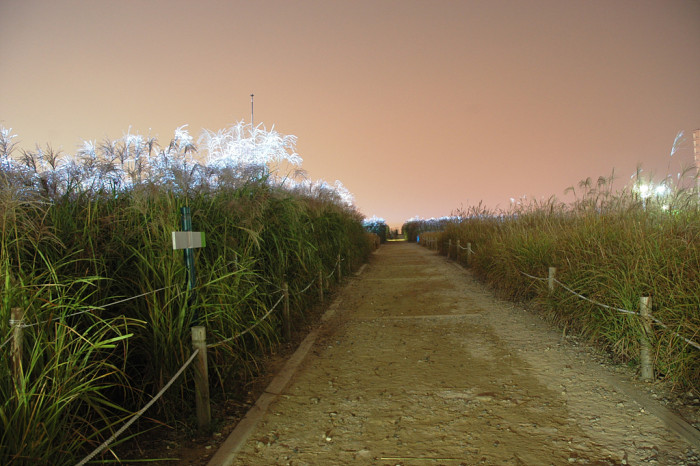억새 - peder, Miscanthus sinensis var. purpurascens (Andersson) Rendle