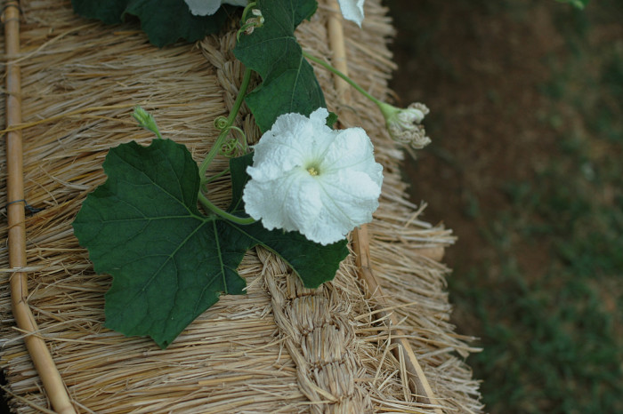 박 - Lagenaria leucantha Rusby