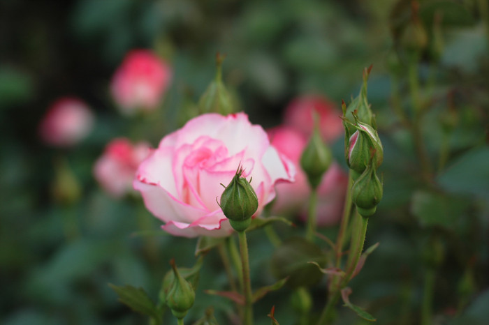 장미 - Rose, Rosa hybrida