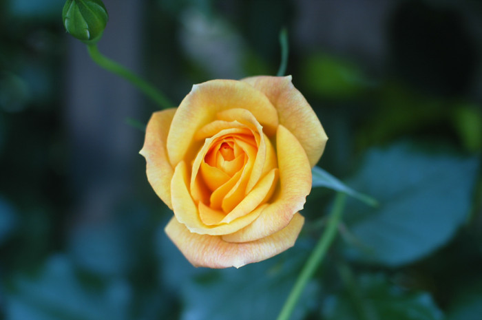 장미 - Rose, Rosa hybrida