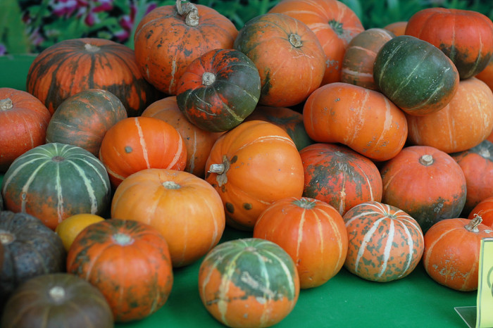 호박 - squash, Cucurbita moschata Duchesne