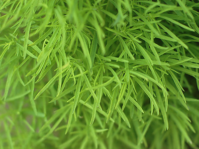 댑싸리 사진 - Kochia scoparia (L.) Schrad. var. scoparia Photos