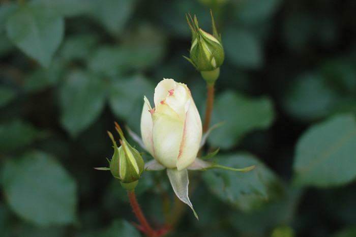 장미 - Rose, Rosa hybrida
