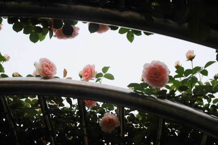 장미 - Rose, Rosa hybrida