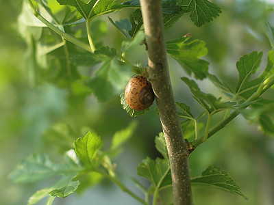 뽕나무 사진 - Morus alba L. Photos