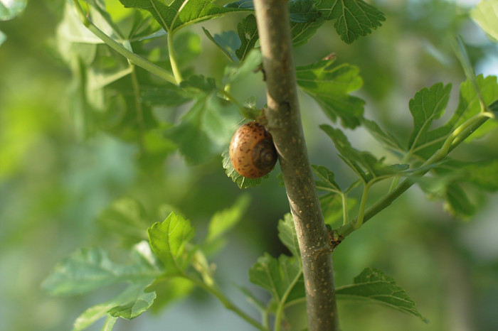 뽕나무 - White mulberry, Morus alba L.