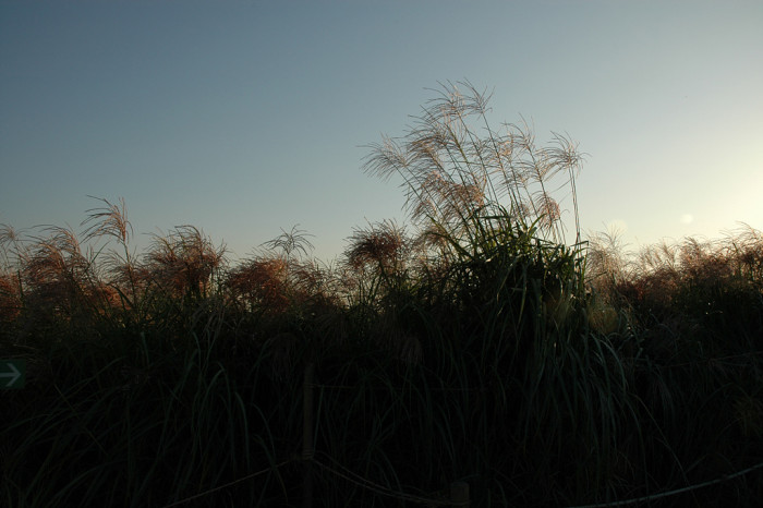 억새 - peder, Miscanthus sinensis var. purpurascens (Andersson) Rendle