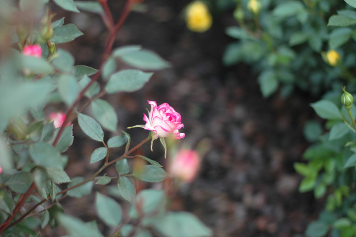 장미 - Rose, Rosa hybrida