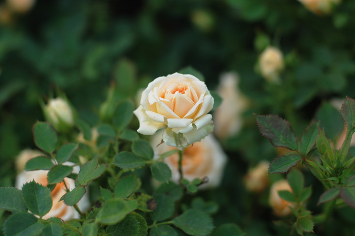 장미 - Rose, Rosa hybrida