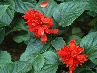 샐비어 사진 - Salvia officinalis L. Photos