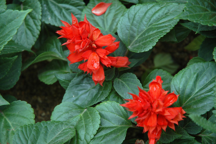 샐비어 - Sage, Salvia officinalis L.