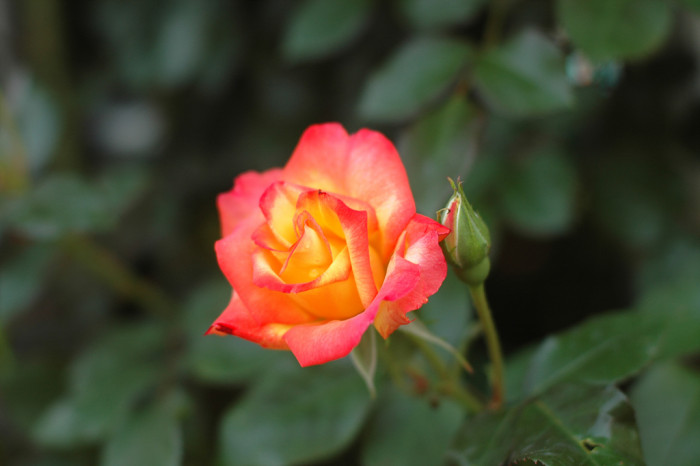 장미 - Rose, Rosa hybrida