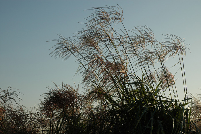 억새 - peder, Miscanthus sinensis var. purpurascens (Andersson) Rendle