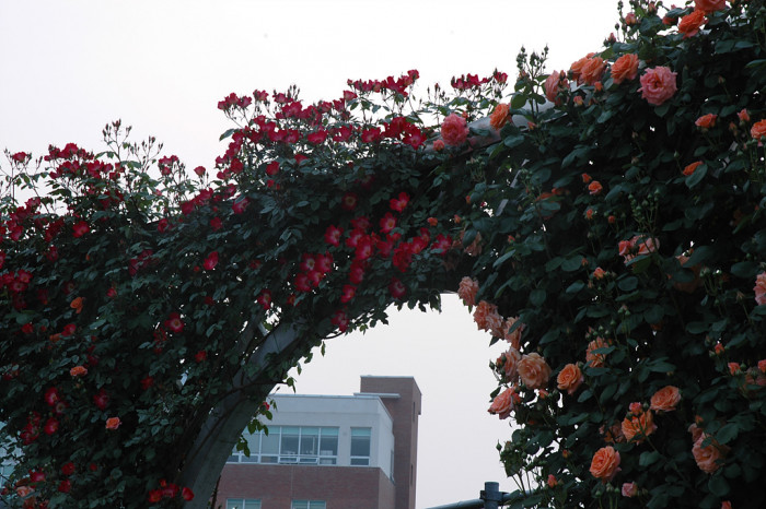 장미 - Rose, Rosa hybrida