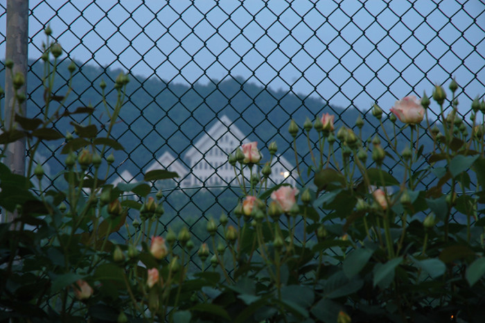 장미 - Rose, Rosa hybrida