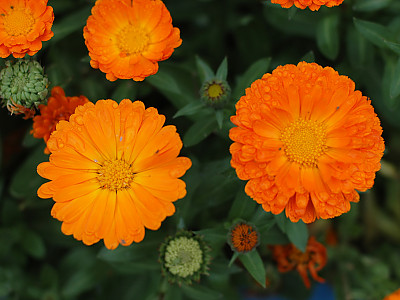 금잔화 사진 - Calendula arvensis L. Photos