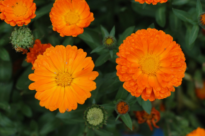 금잔화 - Calendula, Calendula arvensis L.