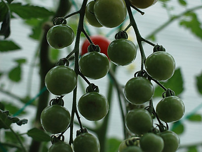 토마토 사진 - Lycopersicon esculentum Mill. Photos