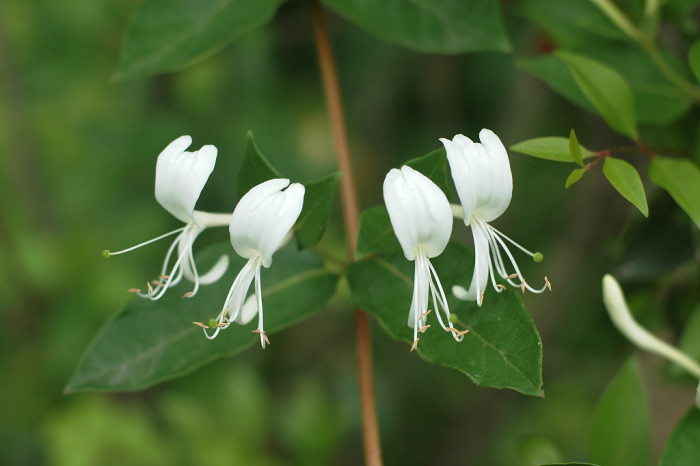 인동덩굴 - Lonicera japonica Thunb.