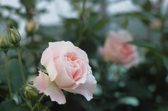 장미 - Rose, Rosa hybrida