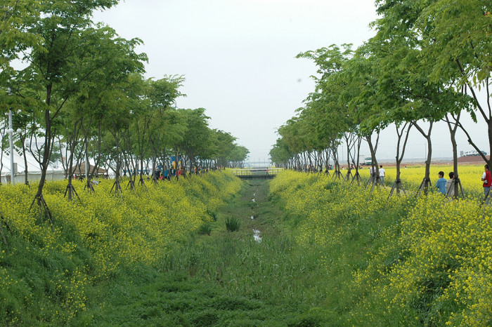 유채꽃 - Siberian kale, Brassica napus