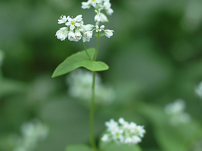메밀 사진 - Fagopyrum esculentum Moench Photos
