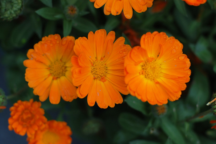 금잔화 - Calendula, Calendula arvensis L.