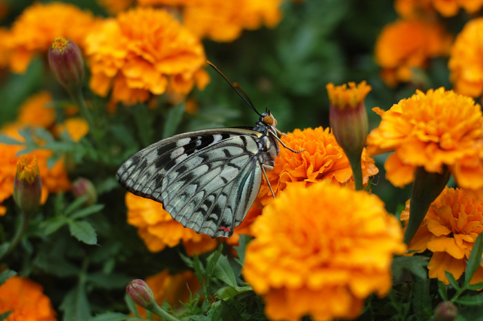 메리골드 - Marigolds, Tagetes spp.