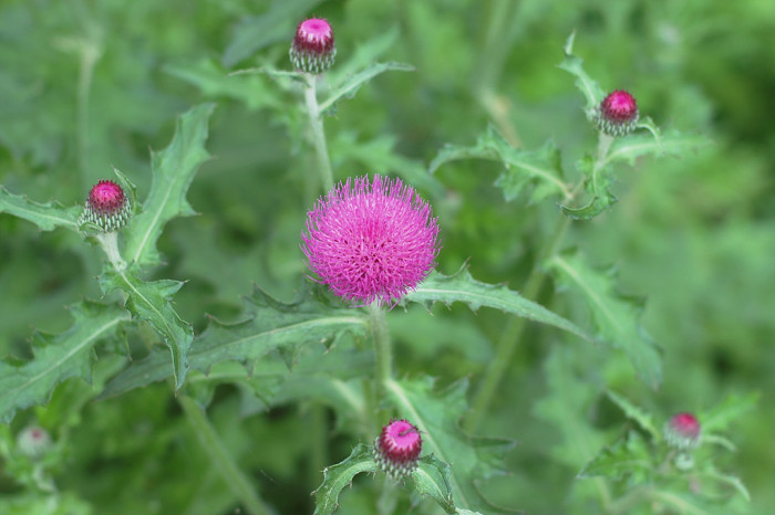 엉겅퀴 - Cirsium japonicum var. ussuriense