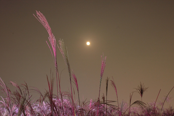 억새 - peder, Miscanthus sinensis var. purpurascens (Andersson) Rendle