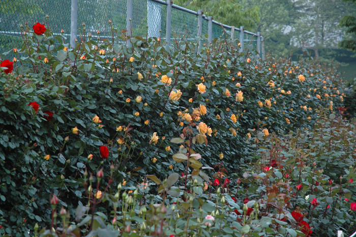장미 - Rose, Rosa hybrida